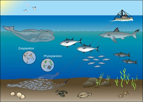 蒼南海鮮怎麼樣 也可以聊聊海洋生物的生態與人類的漁業活動